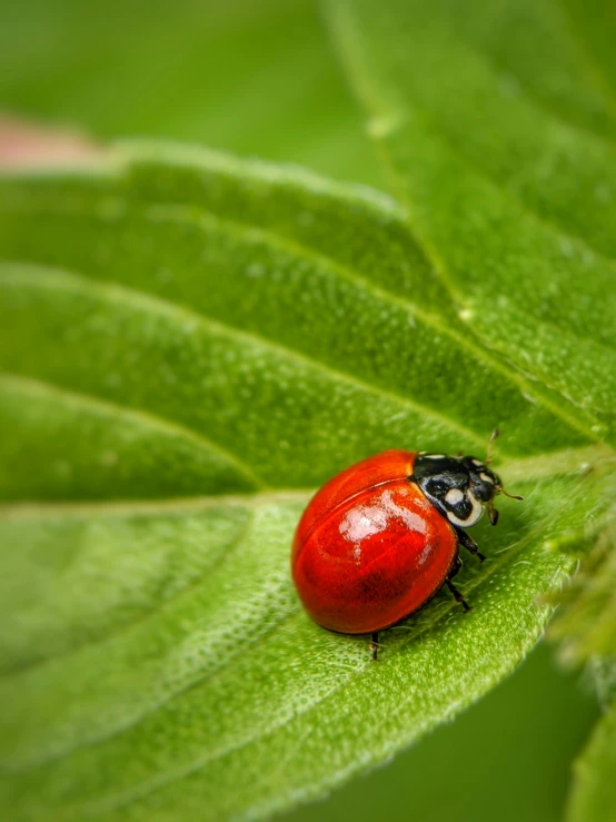 a ladybug sits on a green leaf in close up view