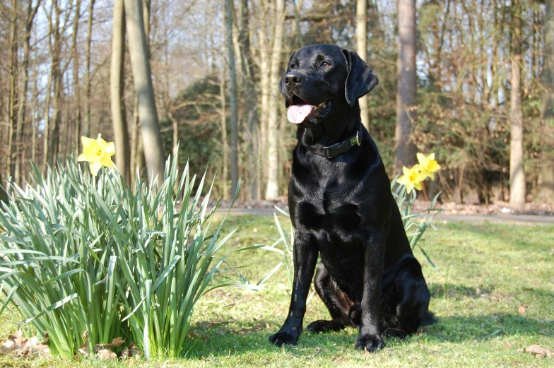 a black dog with a yellow flower in its mouth sits in the grass