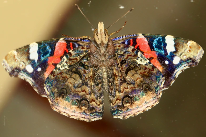 a erfly with very colorful feathers resting on the surface