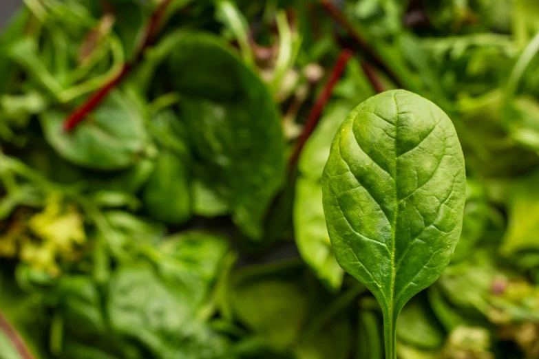 small leafy plant with very green leaves next to another plant