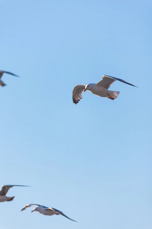 three seagulls flying in the blue sky