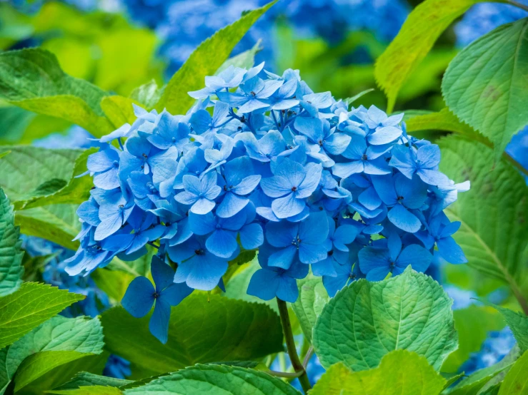 a blue flower sitting on top of a lush green bush