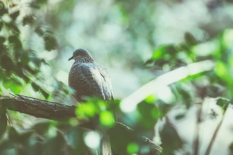 bird sits on limb in wooded area of tree