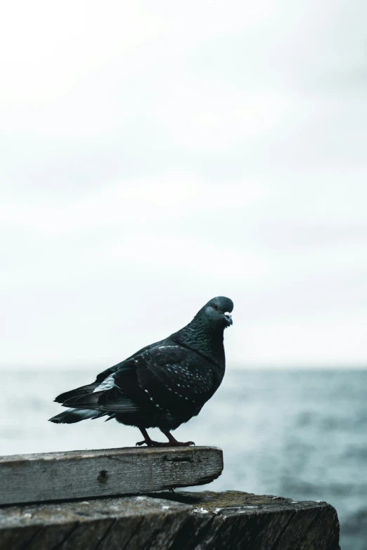 a black bird sitting on top of a wooden structure