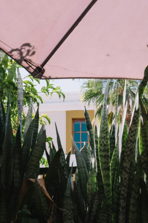 an open umbrella hanging above some cactus