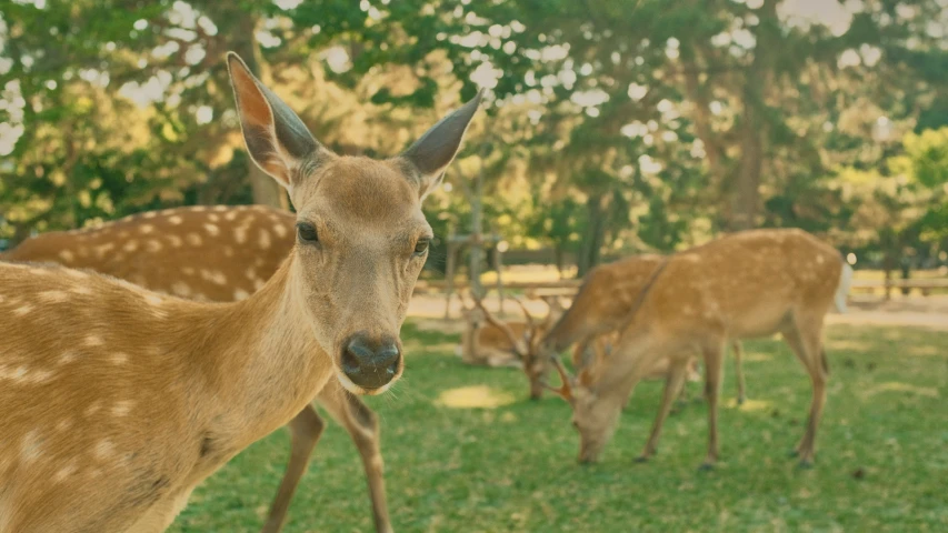 several deer in the grass eating in the background