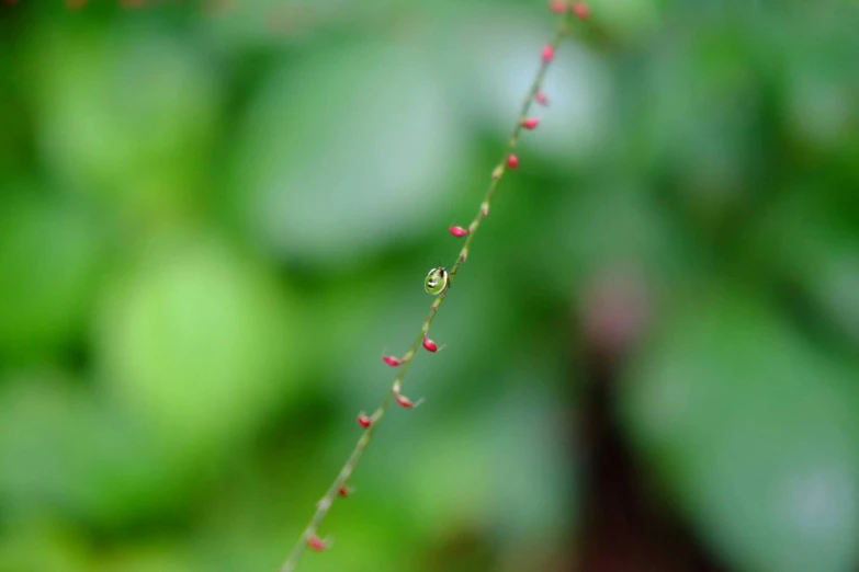 a small red flower on top of a stem