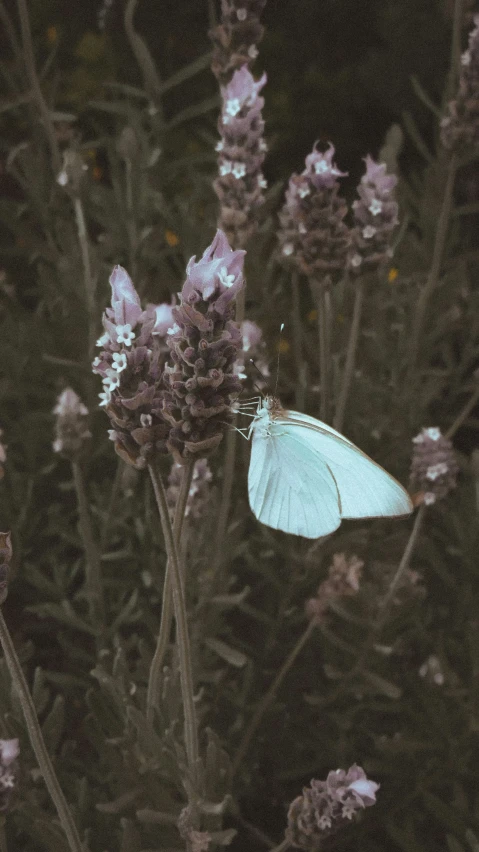 a white erfly flying by some purple flowers