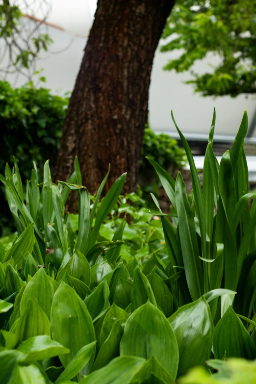 a picture of a very beautiful green garden