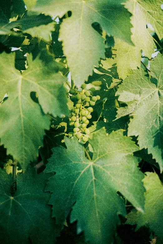 green gs are growing on a vine