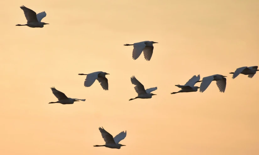 a flock of birds flying through a sunset sky