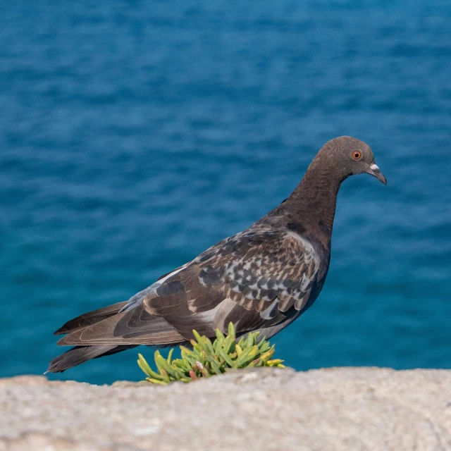 a bird is standing on some rocks by the water