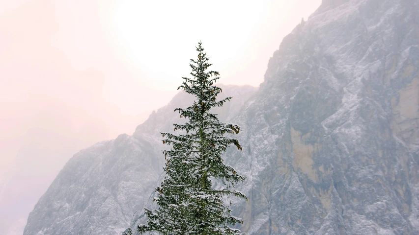 a pine tree against mountains in the snow