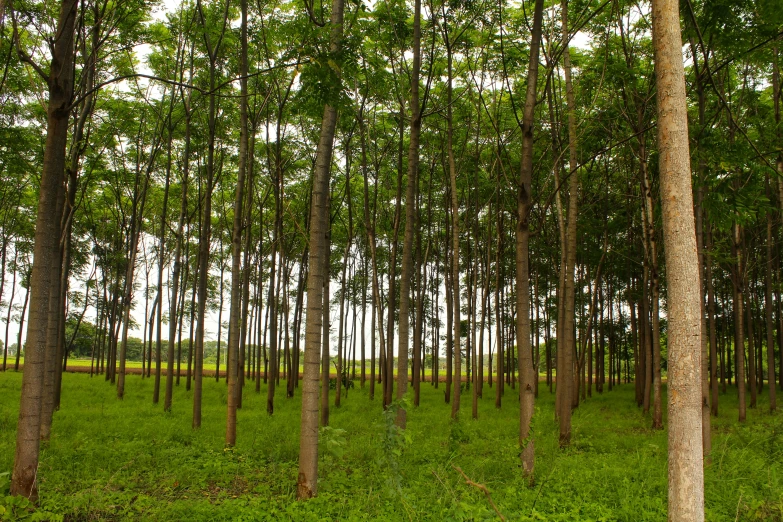 a forest that has lots of trees in it