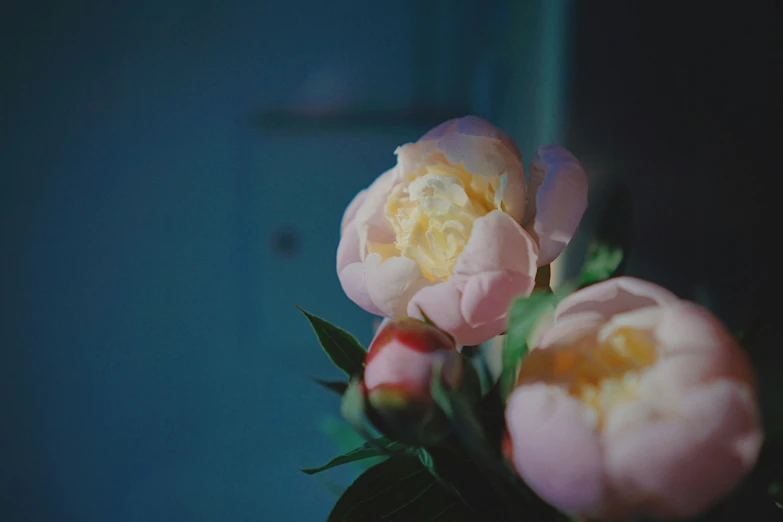 three pink roses sitting in the center of a table