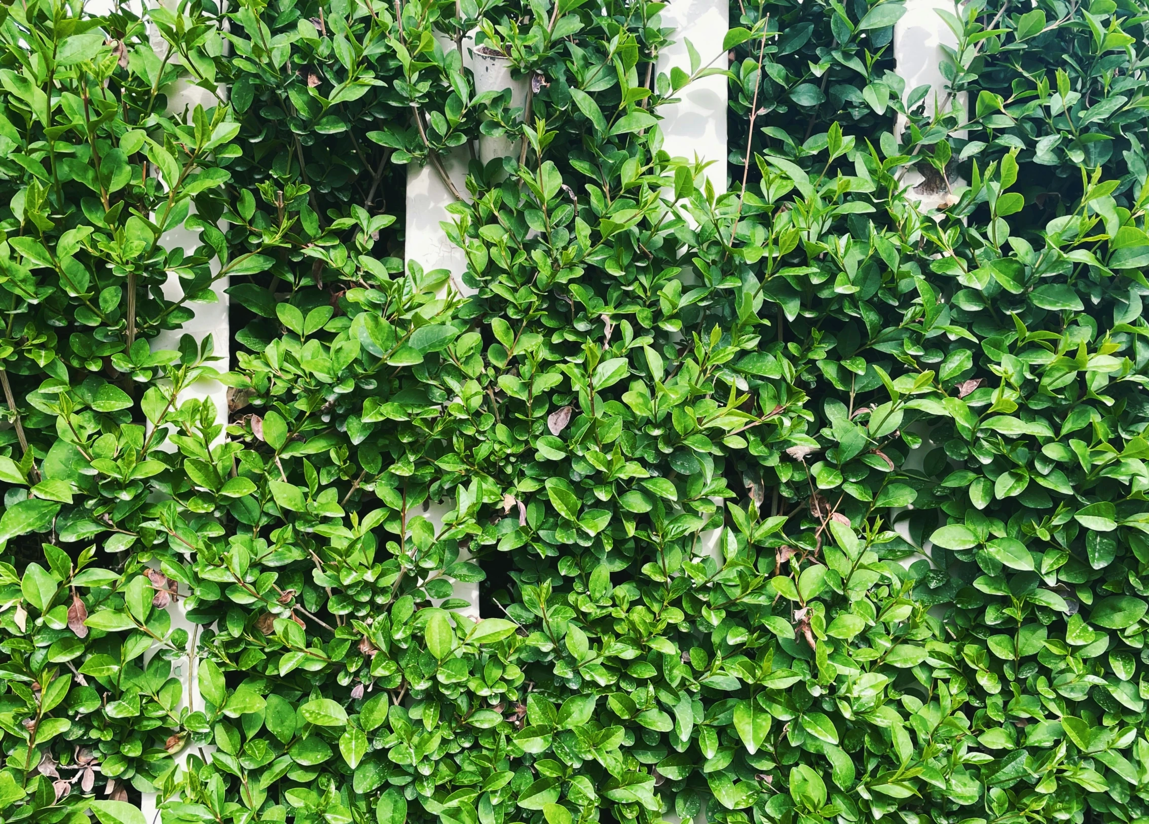 a green plant grows between two windows