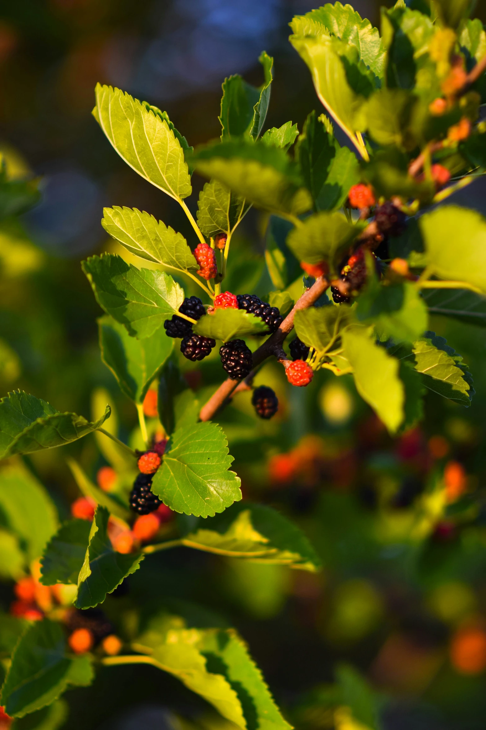 small berries on a small nch in the middle of a tree