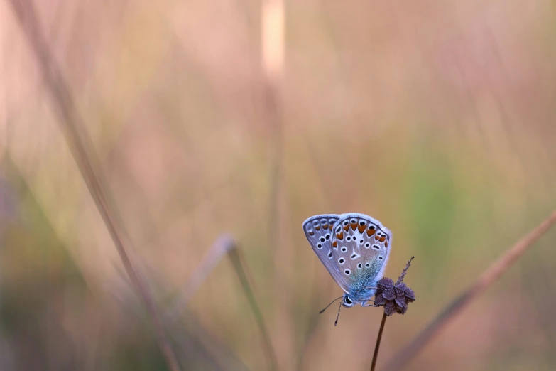 a blue erfly is perched on a plant