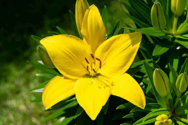 yellow flowers are growing in the grass