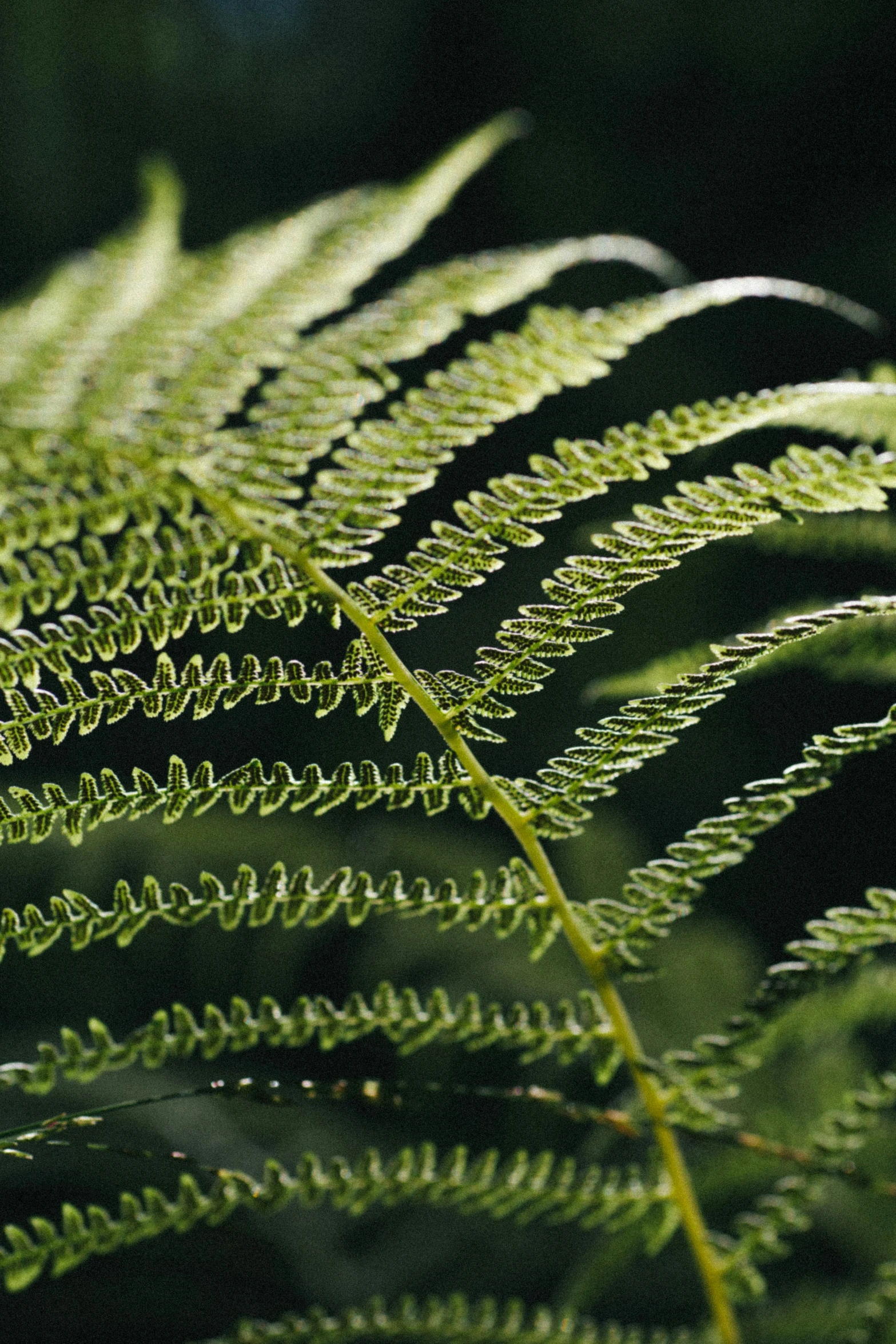 close up of a green fern leaf