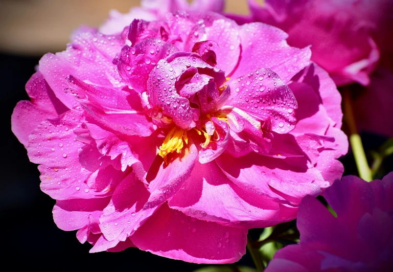 pink flower on the side of a building