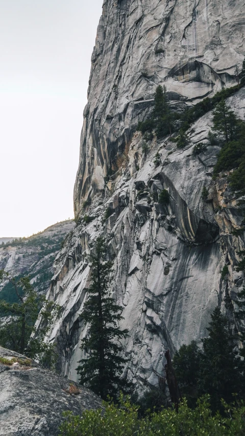 some trees are growing on the side of a rock