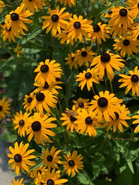 a bunch of yellow flowers with some small bees in them