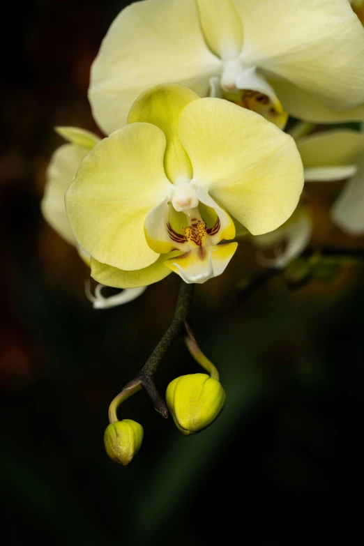 an image of a yellow flower that looks like it's blooming