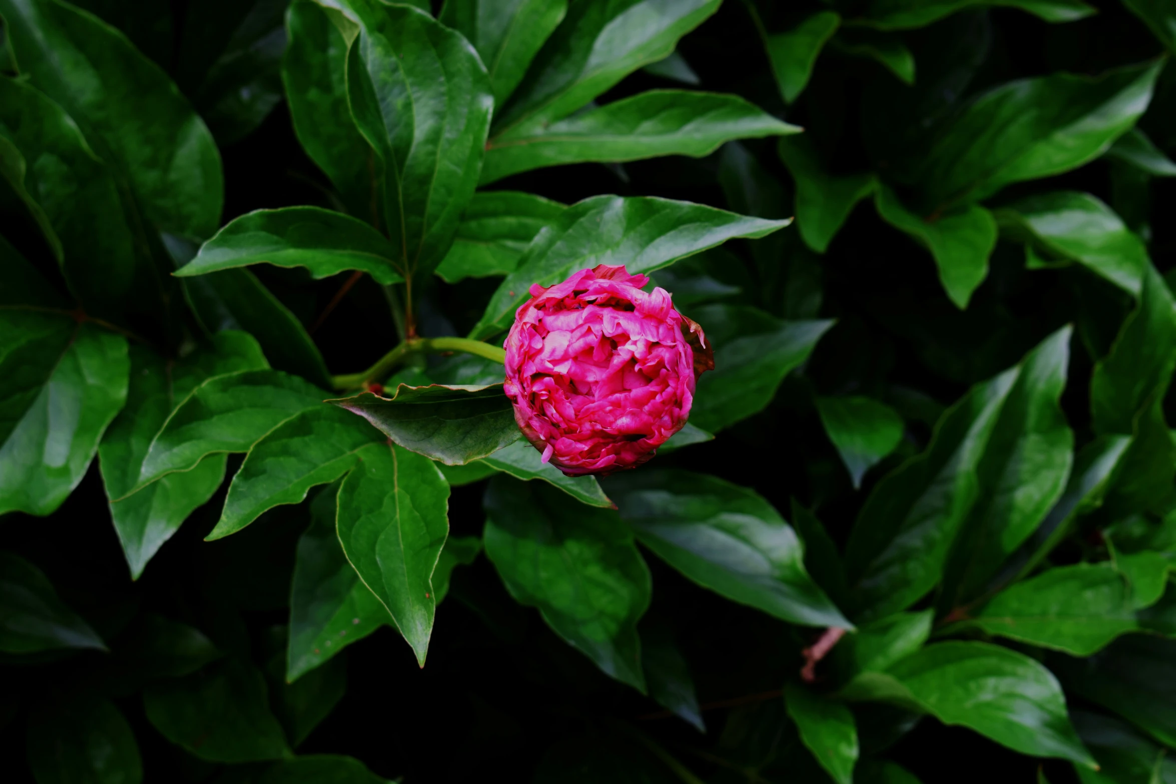 a pink flower sitting between green leaves