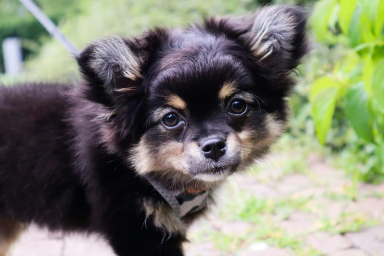 a brown and black dog standing on top of a grass covered field