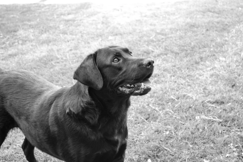 a black lab in a grassy area with his mouth open