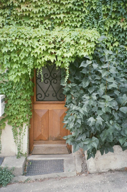 the door is covered with vines and ivys