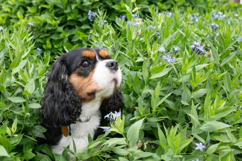 a dog in the weeds looking up at soing