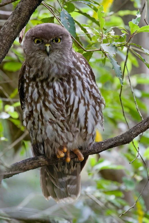 an owl sitting on a nch in the middle of the forest