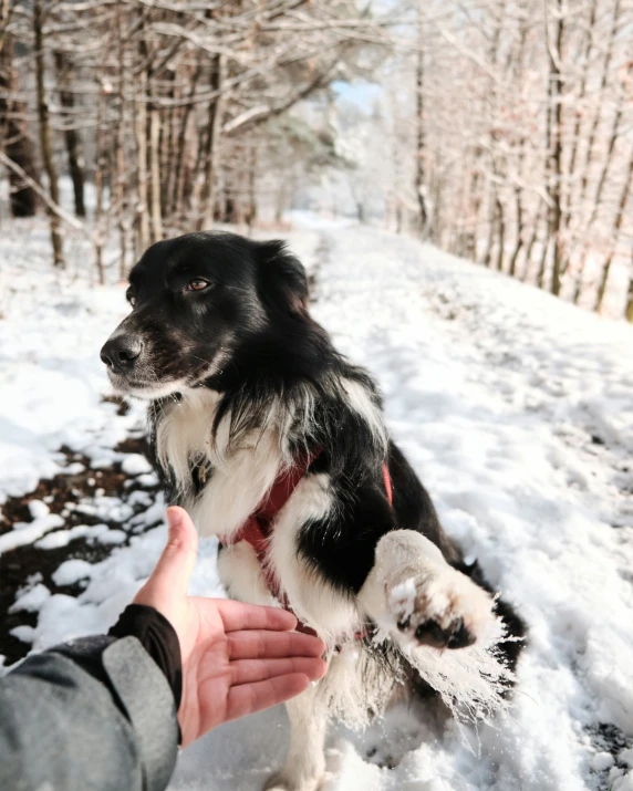 a black and white dog sitting on a snow covered field