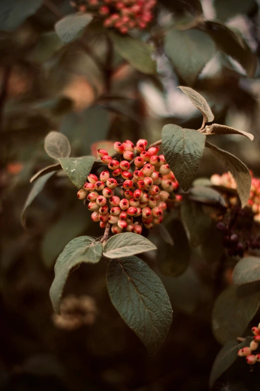 some red berries are growing on the tree