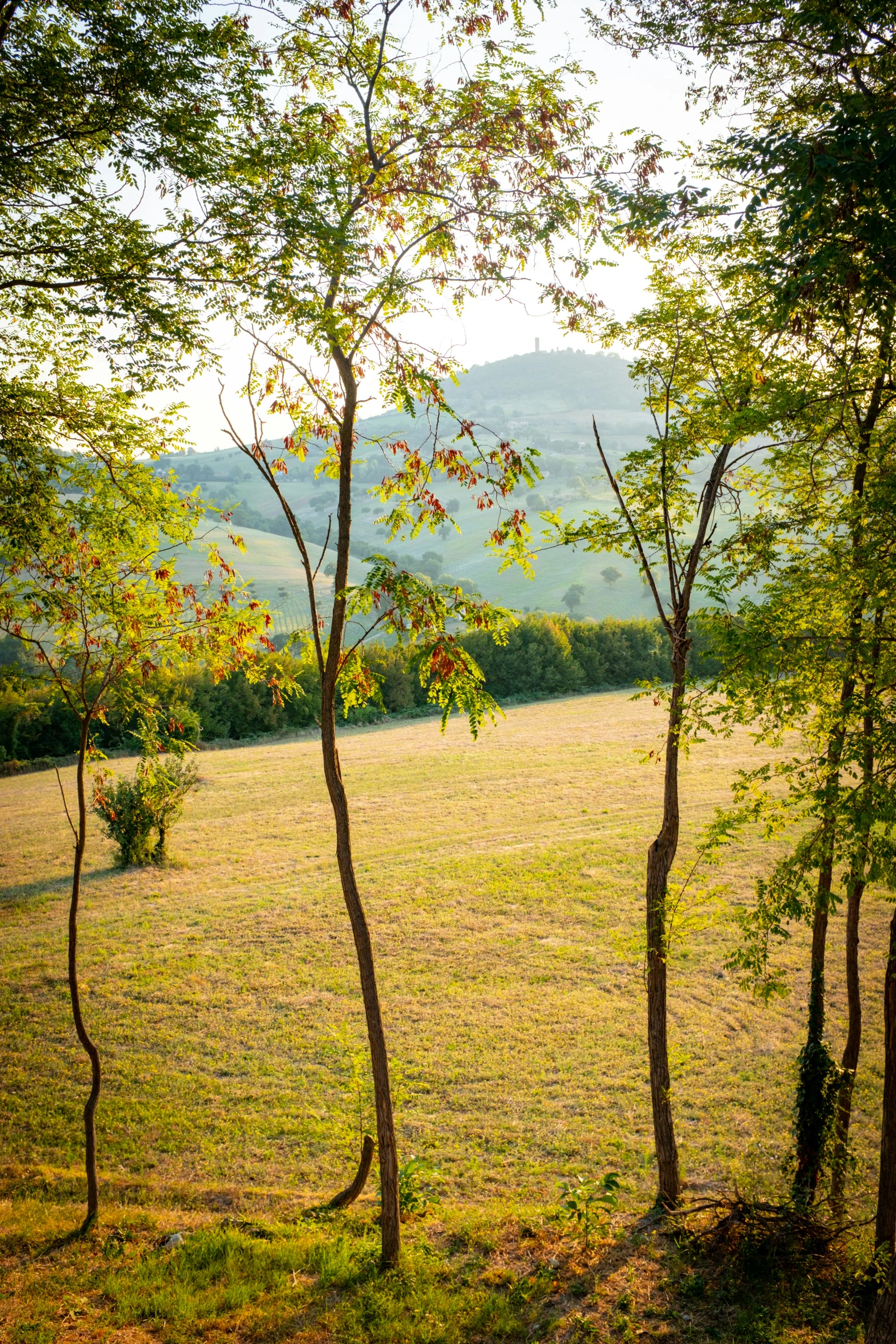 some trees are in a field near some hills