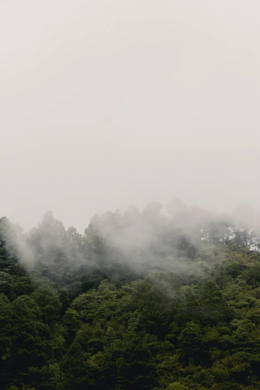 a plane flies high above the trees in the fog