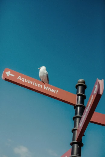 a bird is sitting on a sign post
