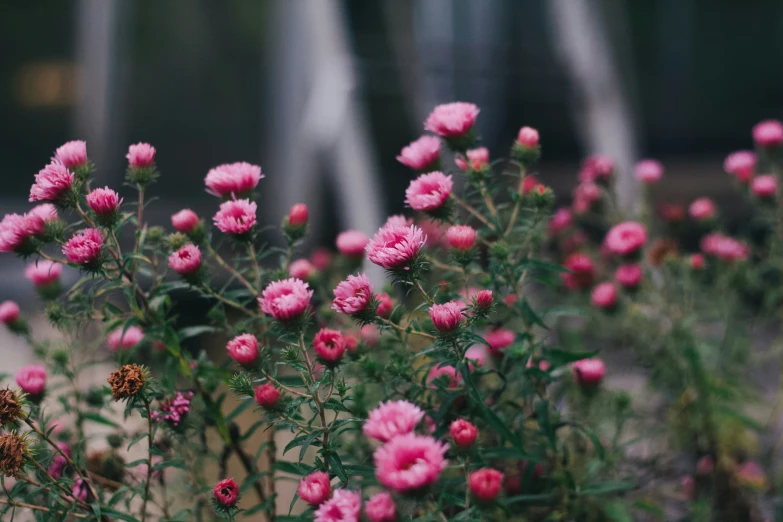 this is a flower and some water