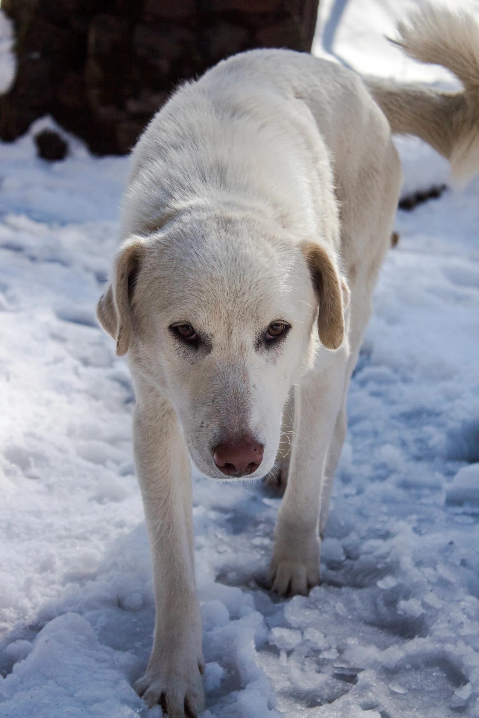 a white dog is walking in snow and looking up