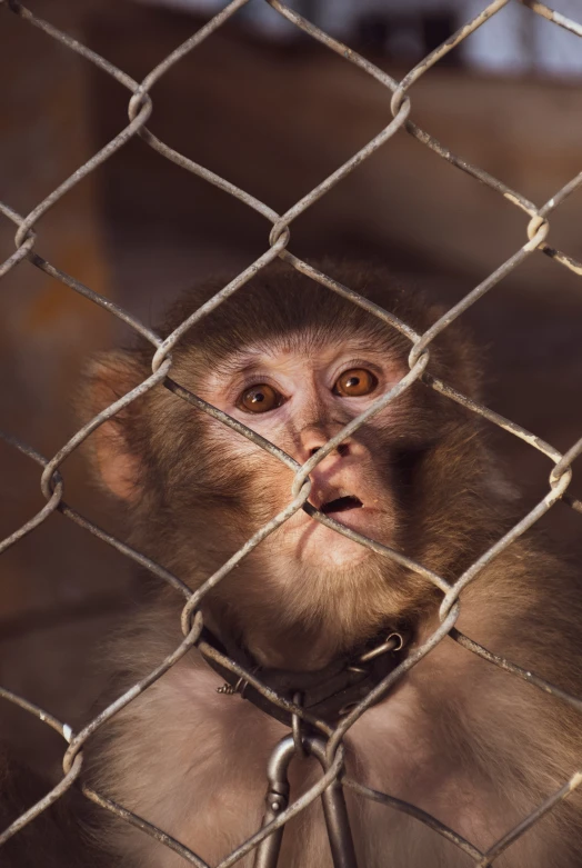 monkey in the zoo behind fence with chain link fence