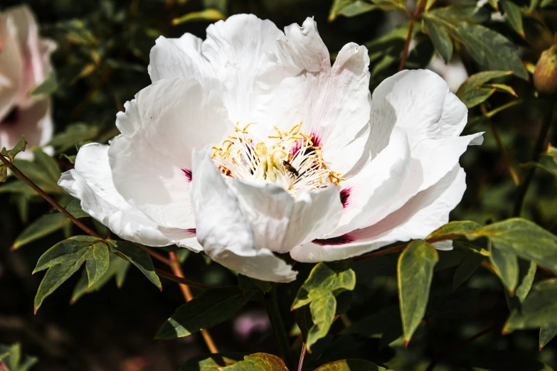 there is a white flower with yellow stamen