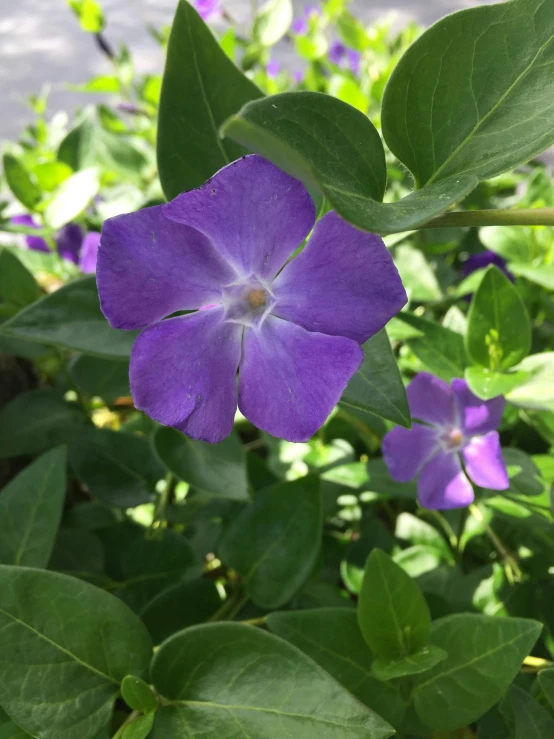 there is a purple flower on a tree