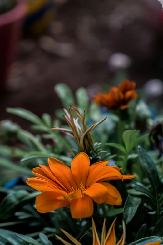 closeup of orange flowers in an un bloomed container