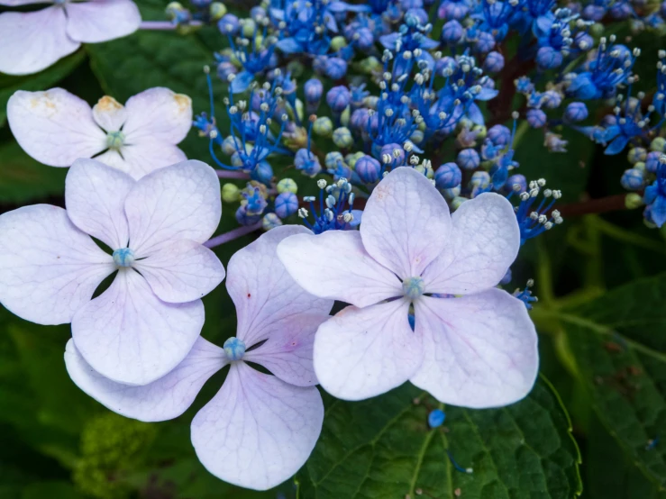 a group of purple flowers growing in the middle of some plants