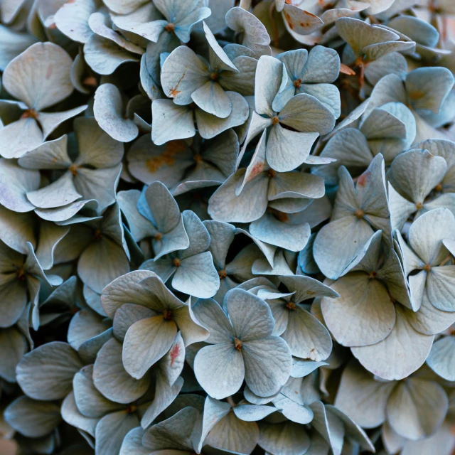 a close up of a cluster of blue flowers