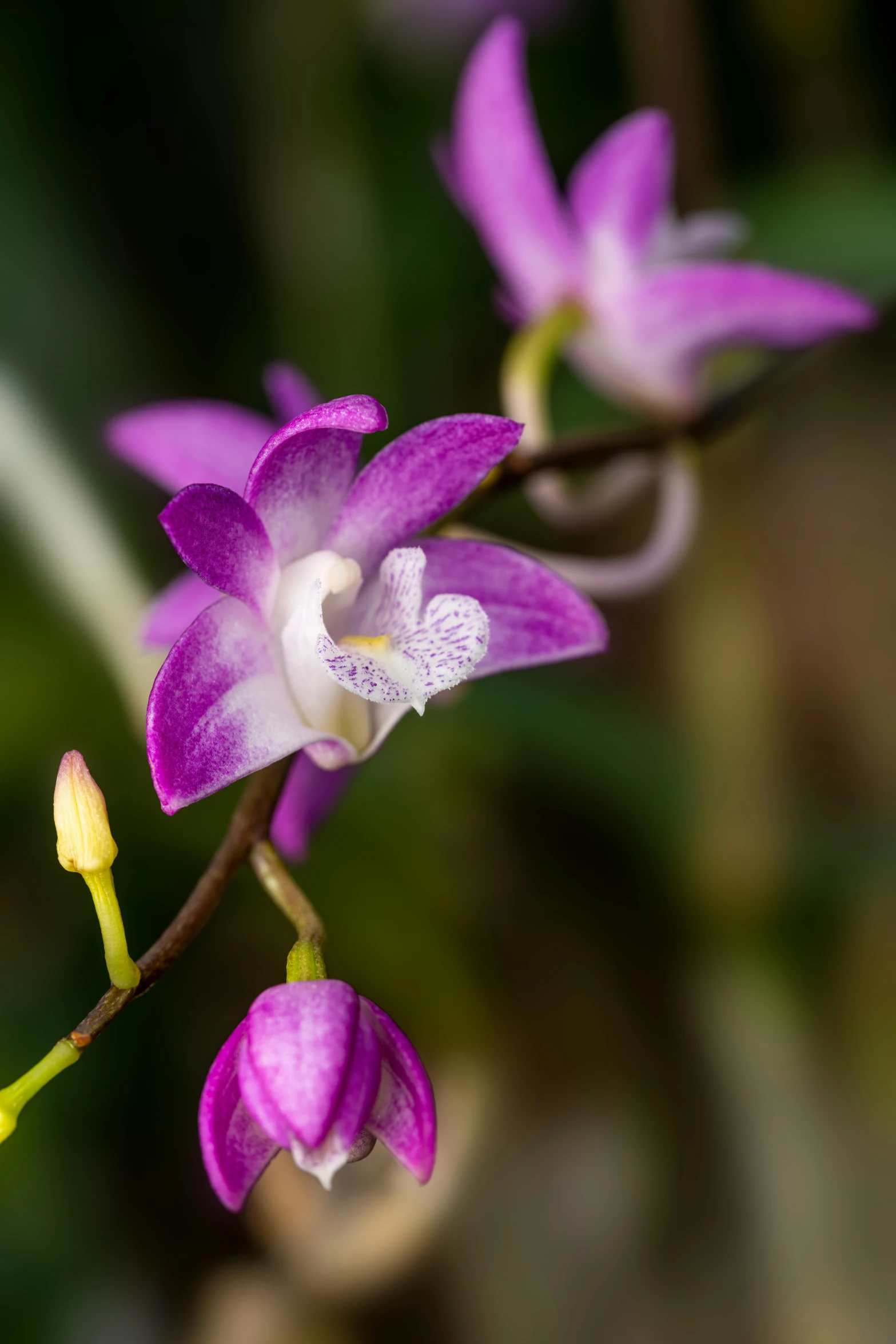 close up image of purple and white flower with stem