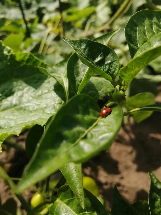 a small bug sits on the leaves of an apple tree