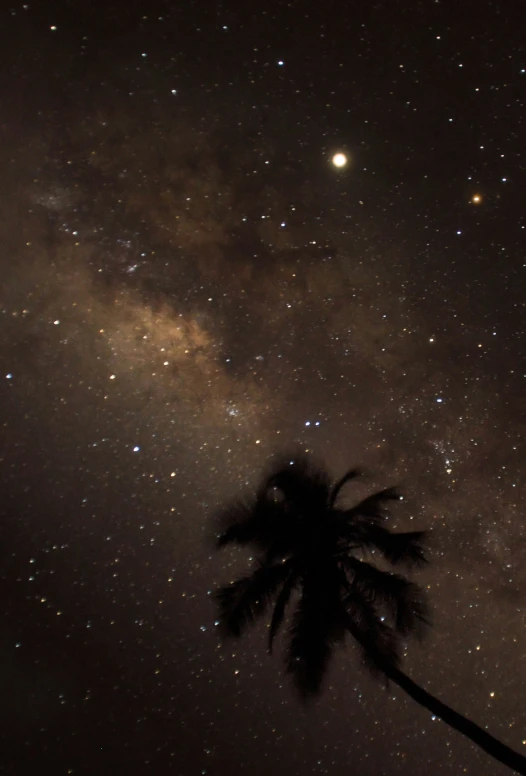 the night sky is filled with stars and some palm trees